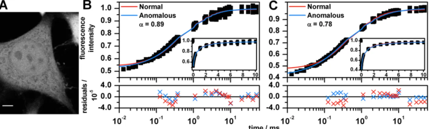 Figure 2.5: Summary of unconjugated GFP FRAP data in HeLa cells. (A) Two-photon  microscopy image of a HeLa cell expressing unconjugated GFP