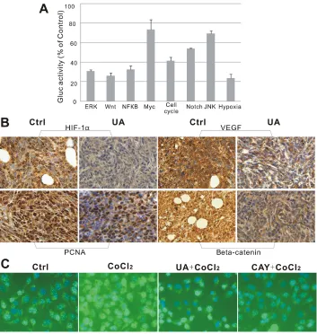 Figure 4: (A) Suppressive effect of UA in 8 different signaling pathways. (B) Immunohistochemical staining of mice tumor tissues
