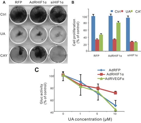 Figure 6: Effect of UA in hypoxia pathway in MDA-MB-231 cells. (A) Cell was infected with AdRFP, AdRHIF-1α or AdRsiHIF-1α virus for 16 h, followed by UA treatment in 1% FBS DMEM medium for 48 h, cell survival was tested by crystal violet assay