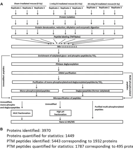 Figure 7: Proteomics workflow used in this study. Panel A shows the workflow to analyse phosphorylated, N-linked sialylated glycoproteins and unmodified proteins using mass spectrometry