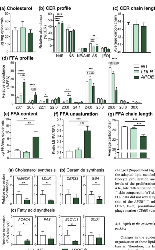 Fig. 3. Downregulated mRNA expression of cholesterol, CER and FFA synthesis genes in the skin of hypercholesterolemic APOE −/− mice