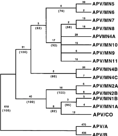 FIG. 3. Phylogenetic relationships among APVs isolated in the United States. After alignment of contiguous nucleotide coding sequences forthe nucleocapsid (N), phosphoprotein (P), matrix (M), and second matrix (M2) protein genes for 15 APVs isolated from United States, a