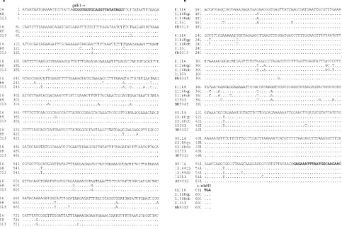 FIG. 1. (a) Sequence alignment analysis of part of the galEthewebsite [ftp://ftp.sanger.ac.uk/pub/pathogens/cj/]), and gene from C