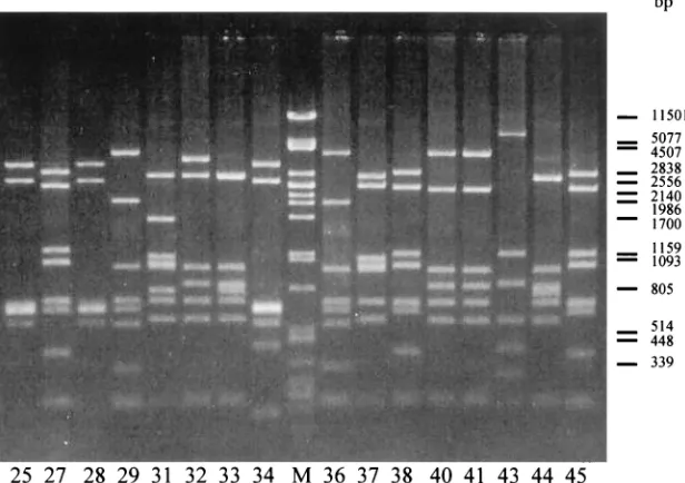 FIG. 2. PCR-RFLP patterns of Hhaserotype strain numbers. Lane M,I from part of reference HS serotype strains