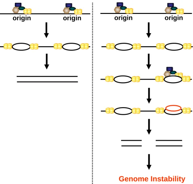 Figure 1.3. Origin re-licensing. (Left Panel) PreRCs license origins during G1, and  DNA replication is initiated as cells transition into S phase