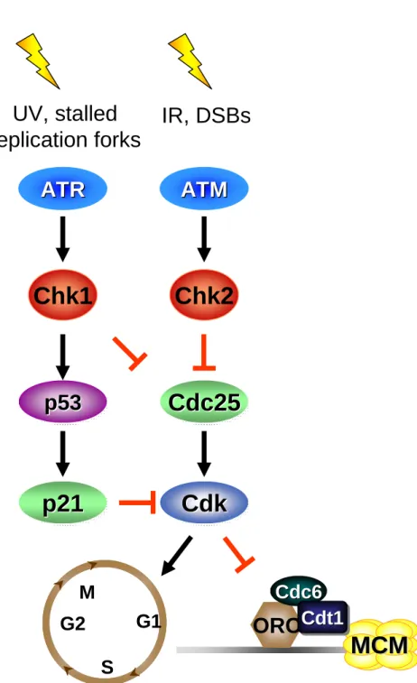 Figure 1.8. The DNA damage checkpoint pathway.  In response to various  forms of DNA damage the ATR/ATM checkpoint pathway is activated to halt cell  cycle progression enabling the cell to repair any damage and prevent the 