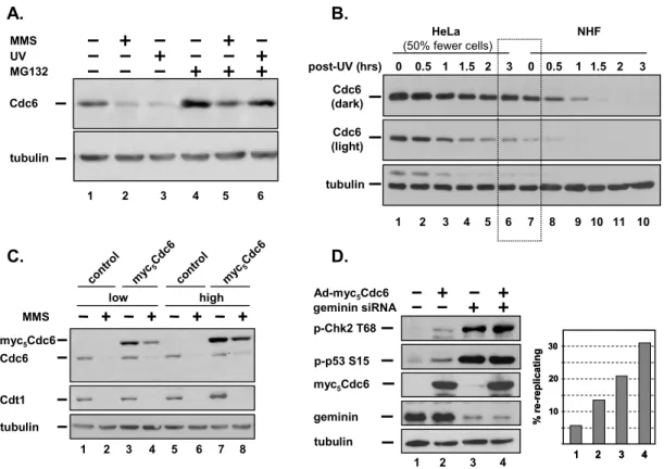 Figure 2.1. Cdc6 degradation after DNA damage depends on its  abundance but not cell cycle phase