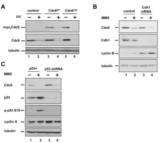 Figure 2.3. Cdc6 degradation after DNA damage is independent of Cdk phosphorylation,  APC Cdh1 , and p53 status