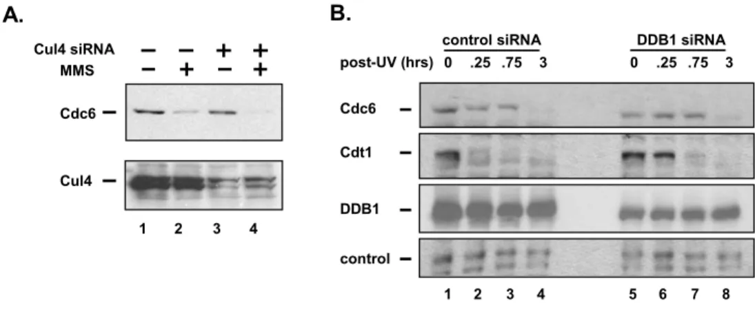 Figure 2.4. Cdc6 degradation after DNA damage is independent of the Cul4 DDB1  ubiquitin ligase