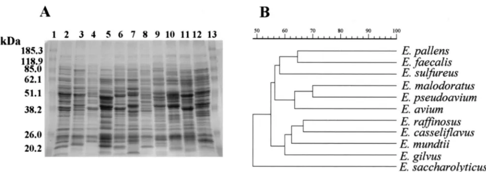 FIG. 1. (A) SDS-PAGE proﬁles of whole-cell protein extracts of E. gilvus49372Lanes 1 and 13, molecular mass markers; lane 2,drogram resulting from computer-assisted analysis of the protein proﬁles in panel A