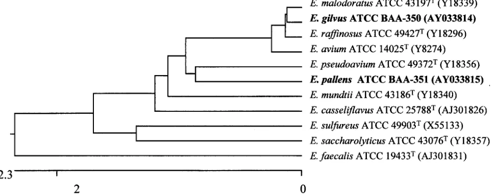 FIG. 2. Phylogenetic relationships of E. gilvusdendrogram is based on the sequence identities of 1,294 nucleotides of the 16S rRNA gene