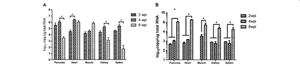 Figure 1 Pathological changes in different tissues of Atlantic salmon following infection with salmonid alphavirus subtype 3.Pancreas, 2 wpi