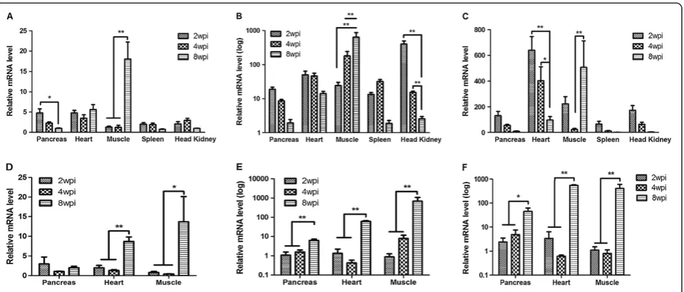 Figure 3 Expression of interferon alpha and ISG in different tissues of Atlantic salmon following injection and cohabitation challenge.mean of the control group ((IFN-α (A), Mx (B) and ISG-15 (C) gene expression measured at different times post challenge i