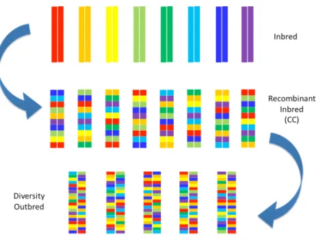 Figure 2.3: Diversity Outbred (DO) breeding explanation[55].