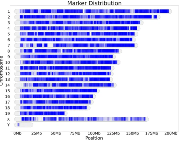 Figure 4.6: Distribution of the final 77,808 MegaMUGA SNPs in terms of location on chromo- chromo-somes.