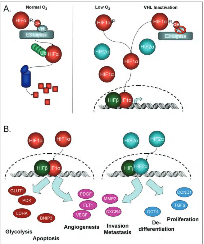 Figure 1.2 VHL/HIF Pathway 
