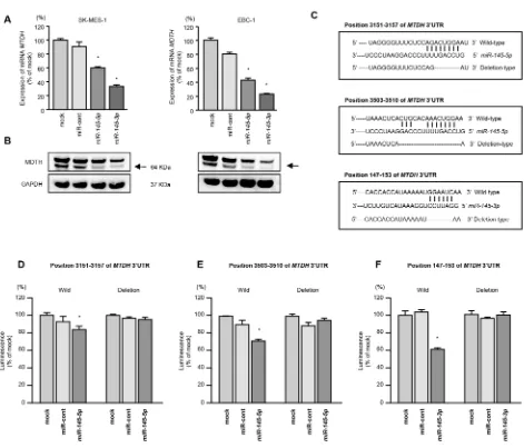 Figure 3: Direct regulation of MTDH by miR-145-5p or miR-145-3p in lung SCC cells. A. MTDH mRNA expression was evaluated by qRT-PCR in SK-MES-1 and EBC-1 cells 72 h after transfection with miR-145-5p or miR-145-3p