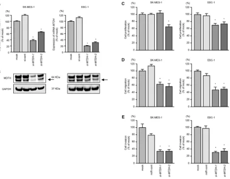 Figure 4: Effects of MTDH silencing in lung SCC cell lines. A. MTDH mRNA expression was evaluated by qRT-PCR in SK-MES-1 and EBC-1 72 h after transfection with si-MTDH-1 or si-MTDH-2
