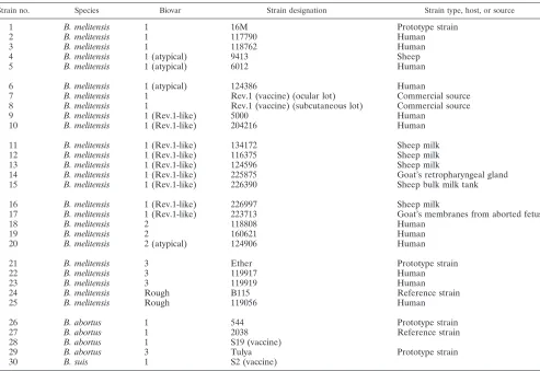 TABLE 1. Brucella strains used in this study
