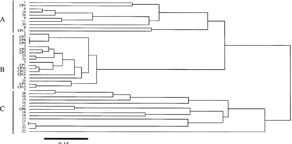 FIG. 2. MDS of 28 epidemiologically unrelated isolates of C. albi-cansisolates and the lengths of the branches linking them were obtained bythe MST method as described in Materials and Methods
