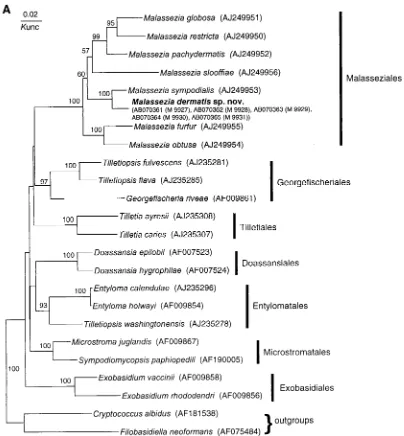 FIG. 1. Molecular phylogenetic trees constructed using the sequences of D1 and D2 26S rDNA of M