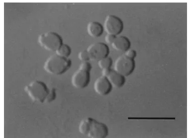 FIG. 2. Vegetative cells of M. dermatisin LNA for 7 days at 32°C. Bar, 10 M 9927 (JCM 11348) grown �m.