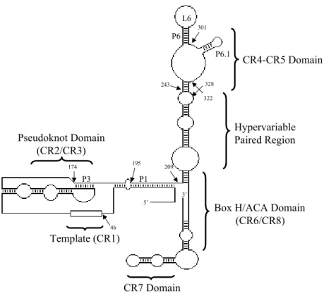 Figure 1.3 Human telomerase RNA.  Conserved regions (CR) of hTR are indicated.  Pairing regions (P)  indicated include the P3 pairing region, which is part of the pseudoknot domain, and the P6.1 stem-loop,  which is part of the CR4-CR5 domain
