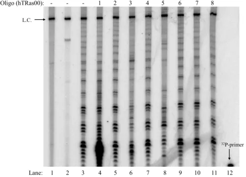 Figure 2.1  Assemblage assay using hTR-targeted oligonucleotides.  DNA oligonucleotides  were added to hTERT and hTR before assemblage and assayed for activity