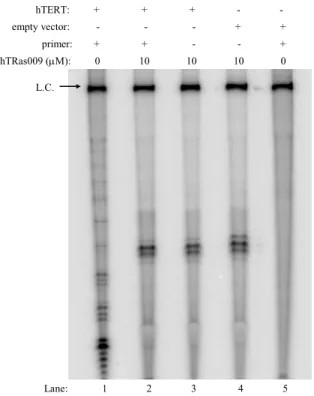 Figure 2.3  High concentrations of hTRas009 in an assemblage assay produce telomerase- telomerase-independent artifacts