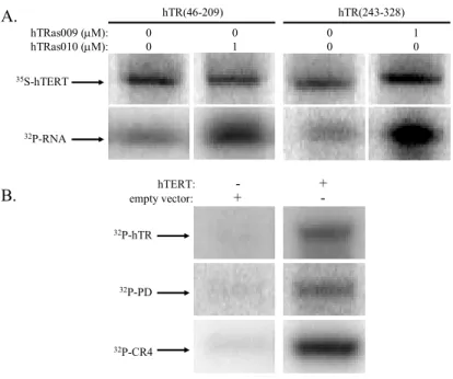 Figure 2.6   Oligonucleotide and RNA specificity (A) Non-targeting  oligonucleotides cause no decrease in pull-down of RNA