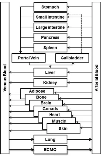 Figure 1.2. PBPK Model Structure. Each organ compartment is assigned a volume and flow  based on the age, weight, and height of the individual or population