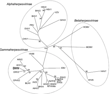 TABLE 2. Nucleotide and deduced amino acid sequence identitiesof the DNA packaging gene fragment