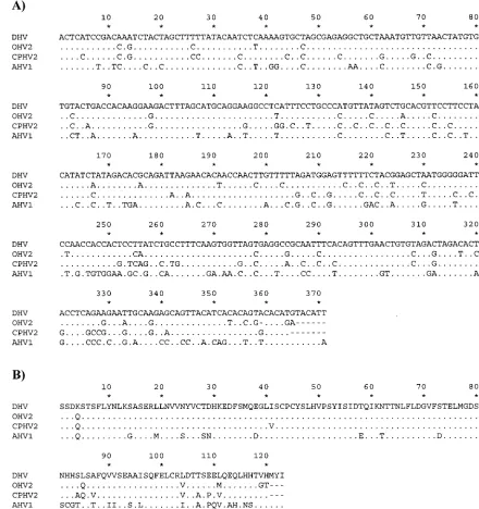 FIG. 3. Alignment of the nucleotide sequences (A) and deduced amino acid sequences (B) from herpesvirus DNA packaging genes