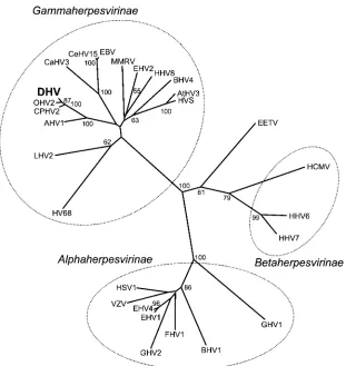 FIG. 4. Phylogenetic tree for the DNA packaging gene proteins of representative alpha-, beta-, and gammaherpesviruses plus the MCF virusof white-tailed deer (DHV)