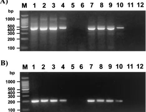 FIG. 5. Detection of the DHV DNA polymerase and packaginggenes by PCR. (A) Consensus primer PCR for the DNA polymerase