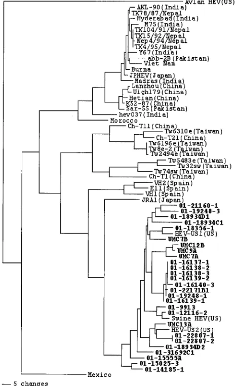 FIG. 1. A phylogenetic tree based on the nucleotide sequences of a304-bp region within the ORF2 gene of HEV