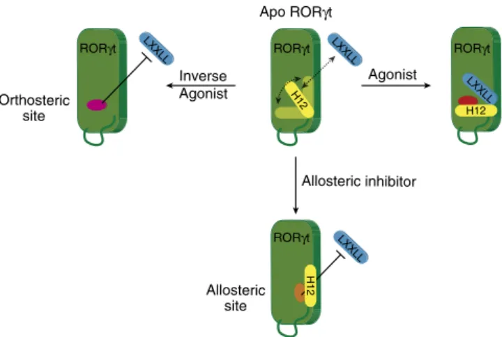 Figure 5 | Schematic model of the novel molecular mechanism of allosteric RORct inhibition regarding H12 folding and positioning
