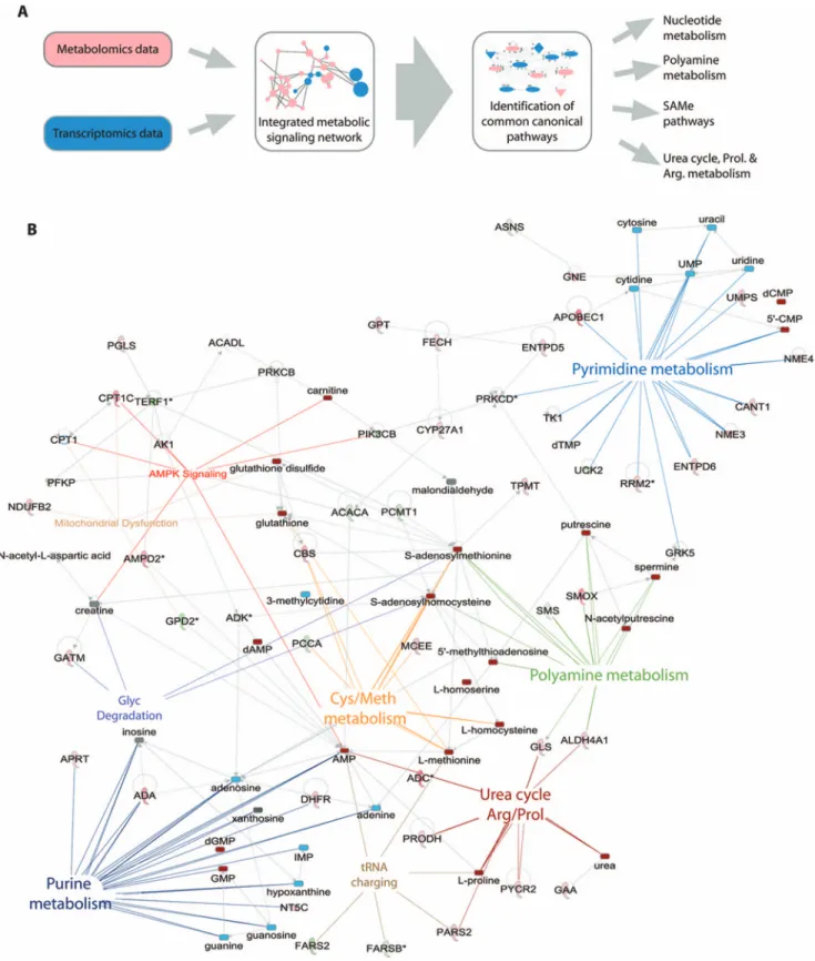 Figure 3. Integrated signaling network. (A) Schematic representation of metabolomics and transcriptomics data integration leading to identification of common signaling networks related to nucleotide metabolism, SAMe pathways, polyamine pathways and urea cy