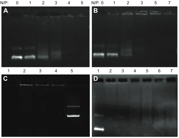 Figure 4 (A) size and (B) zeta potential of the DNa complexes with Pluronic-PeI-ss, Pluronic-PeI, or PeI-ss measured by Dls and a zeta potential analyzer at various N/P ratios.Abbreviations: PEI, polyethyleneimine; PEI-SS, disulfide-linked PEI; N/P, nitrogen 
