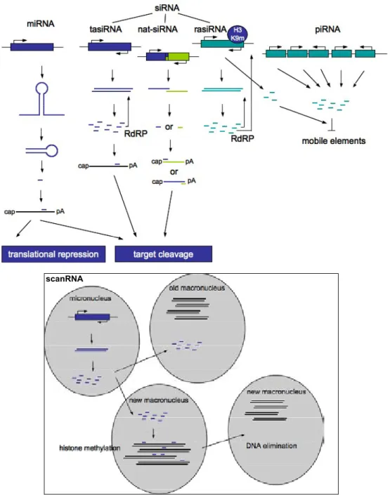 Figure 1. Schematic drawing showing the production and function of differ- differ-ent types of small noncoding RNAs