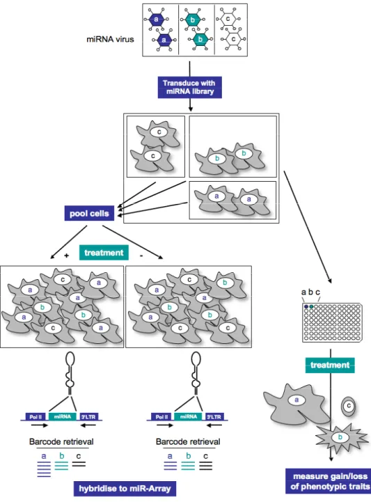Figure 1. Schematic drawing of miRNA-genetic screen methods. Cells are transduced with individual miRNA vec- vec-tors (miR-Vecs), drug selected and then either pooled or left unpooled