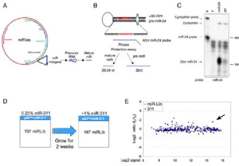 Figure 1. Tools for functional genetic screens with human miRNAs. (A) The miR-Vec miRNA expressing system