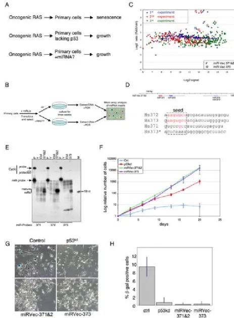 Figure  2.  Identification  of  miR-Vecs  that  inhibit  oncogene-induced  senescence