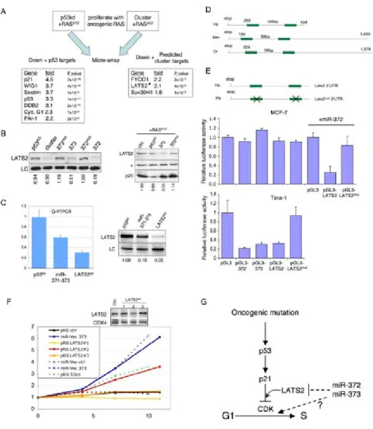 Figure 5. Inhibition of LATS2 expression by miR-372 and miR-373. (A) RNA was extracted from BJ-ET cells express- express-ing RAS V12  and containing either a p53 kd  construct or miR-Vec-371-3 (cluster), and compared using oligo-expression  ar-rays