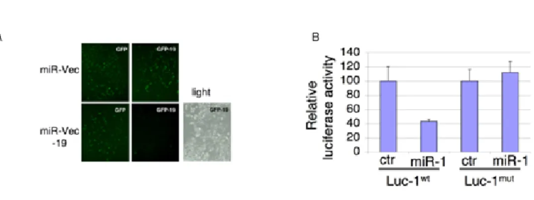 Figure S2. Testing the functionality of miR-Vec. (A) GFP was tagged at its 3’ end with a sequence that  is complementary to mature miR-19 (GFP-19)