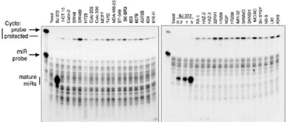 Figure S6. Lack of expression of miR-372 in somatic cell lines. RPA analysis of indicated cell lines for  the expression of 372