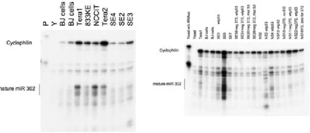 Figure  S8.  Expression  of  miR-302  in  TGCT  cell  lines  and  primary  tumor material