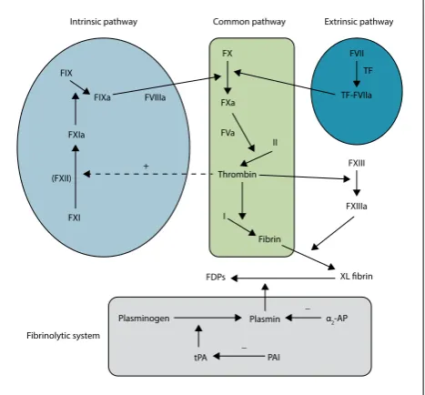 Fig 1. A simplified schematic representation of the coagulation cascade and fibrinolytic system
