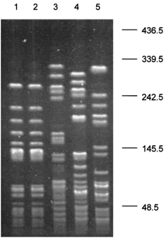 FIG. 2. Neighbor-joining analysis of DNA sequences from several specimens with homology to human and pig isolates