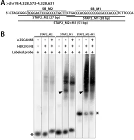 Figure 6: ZSCAN5B proteins bind G/C rich motifs. To test the prediction that the ZSCAN5B protein binds to the G-rich motifs, we tested the summit region of a non-tDNA peak uniquely detected with high efficiency by ZSCAN5B in ChIP located within an intron o